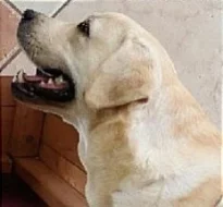 Labradorský retrívr štěňátka s PP krásný pejsek