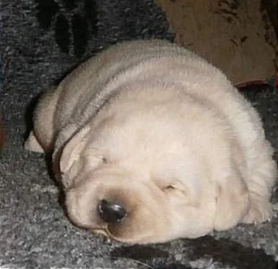 Labradorský retrívr štěňátka s PP krásný pejsek