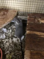 Osmák degu