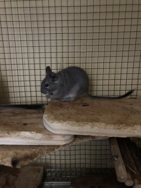 Osmák degu