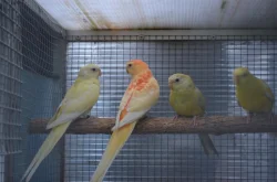 Prodám letošní papoušky zpěvavé