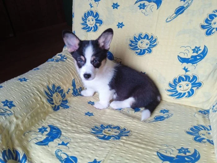 Welsh Corgi - fenečka