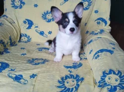 Welsh Corgi - fenečka