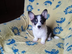Welsh Corgi - fenečka