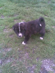 Akita-Inu krásný pejsek