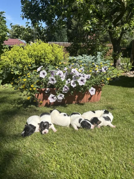 Jack Russel
