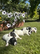Jack Russel