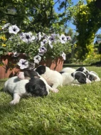 Jack Russel