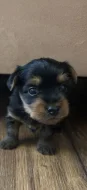Dvě fenečky Australský Silky Terriér