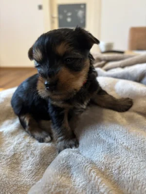 Dvě fenečky Australský Silky Terriér
