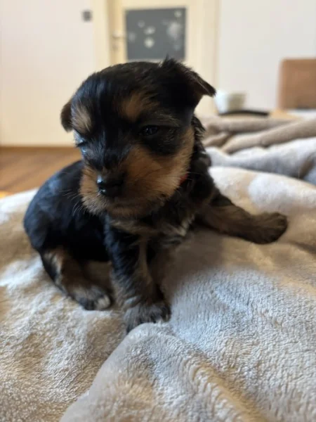 Dvě fenečky Australský Silky Terriér