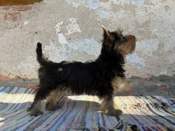 Fenečka Australský Silky Terriér