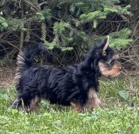Fenečka Australský Silky Terriér