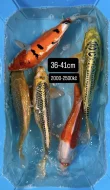 Koi kapři