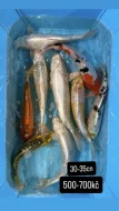 Koi kapři