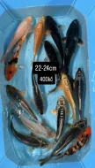 Koi kapři