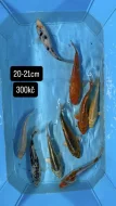 Koi kapři