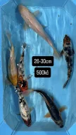 Koi kapři
