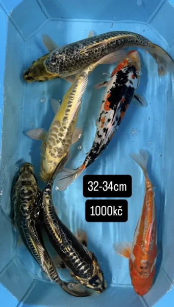 Koi kapři