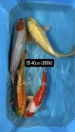 Koi kapři