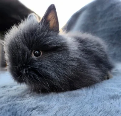 Zakrslý Teddy králíček, králík