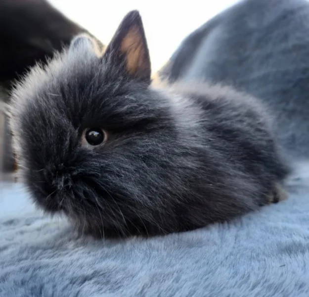 Zakrslý Teddy králíček, králík