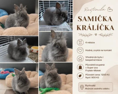 Hledám domov pro zakrslého králíčka