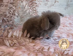 Vymazlená MINILOP miminka