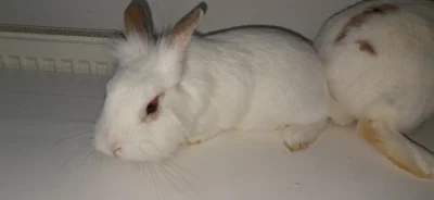 Králík lvíček