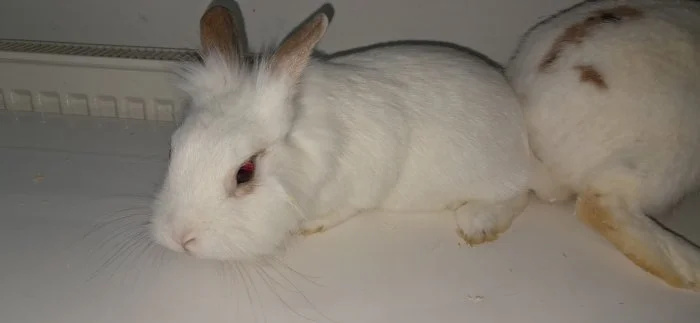 Králík lvíček