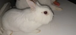 Králík lvíček