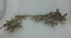 Leguánek obojkový Crotaphytus collaris wichita