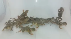 Leguánek obojkový Crotaphytus collaris wichita