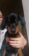 Štěně psa Dobrmana