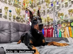 Štěně psa Dobrmana