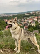 Československý vlčák – štěňata s PP