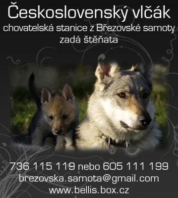 Československý vlčák – štěňata s PP