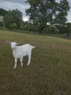 Prodám kozlíka a kozičku