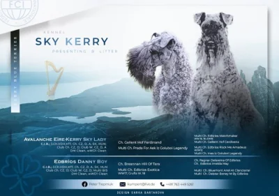 Prodám štěně Kerry Blue teriéra