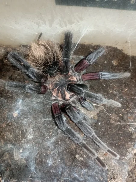 Xenesthis Immanis