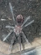 Xenesthis Immanis