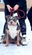 AMERICAN BULLY