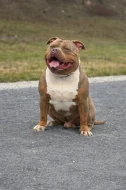 AMERICAN BULLY