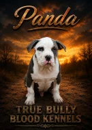 AMERICAN BULLY