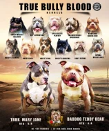 AMERICAN BULLY