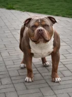 AMERICAN BULLY