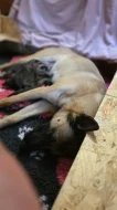 Špičková pracovní štěňata Malinois (Belgický ovčák) s úžasnou povahou – ch.s. Belrott