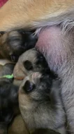 Špičková pracovní štěňata Malinois (Belgický ovčák) s úžasnou povahou – ch.s. Belrott