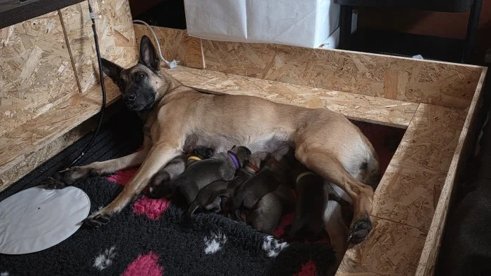Špičková pracovní štěňata Malinois (Belgický ovčák) s úžasnou povahou – ch.s. Belrott