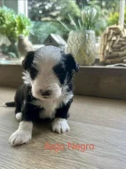 Prodám štěňátka Havanského psíka s PO
